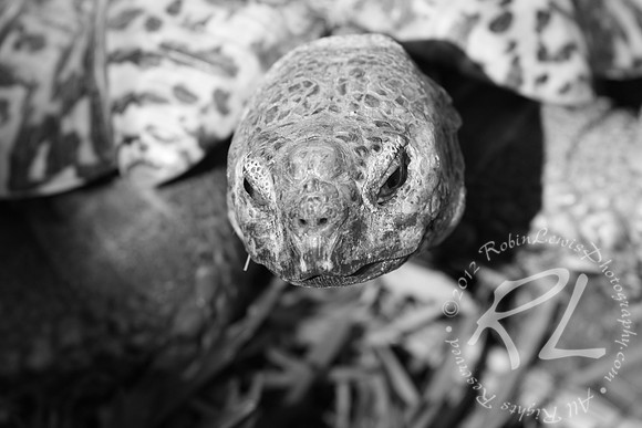 The wise looking Turtle!