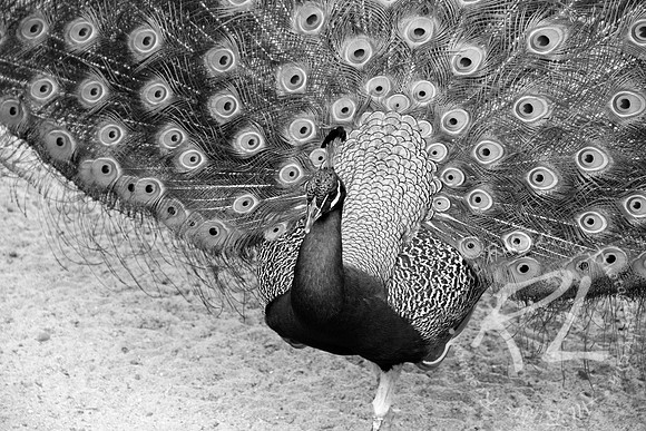 Peacock in Grey!