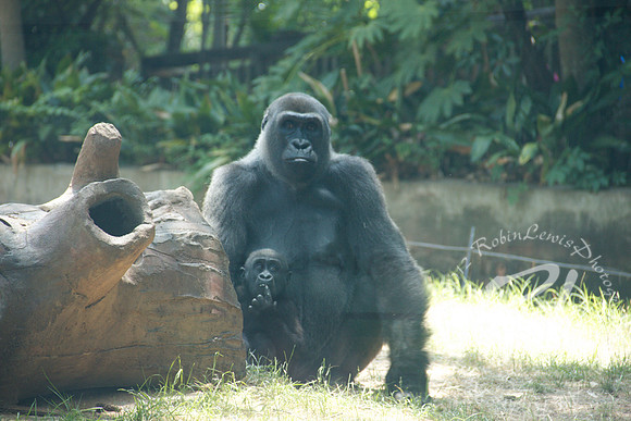 Mom and Baby Gorilla.