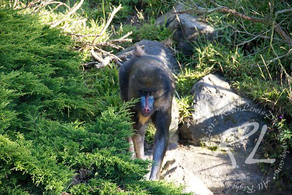 Mandrill