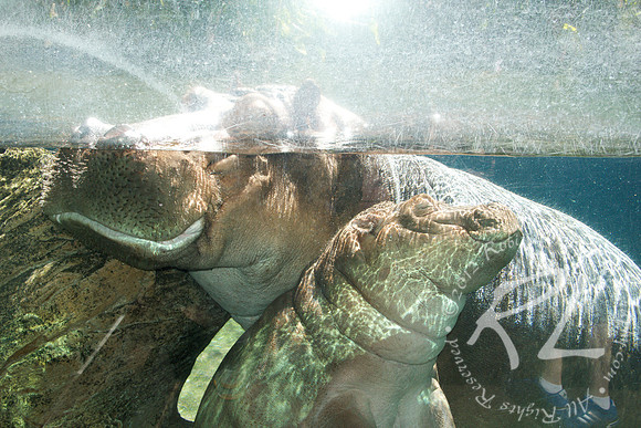 Mom and Baby Hippo