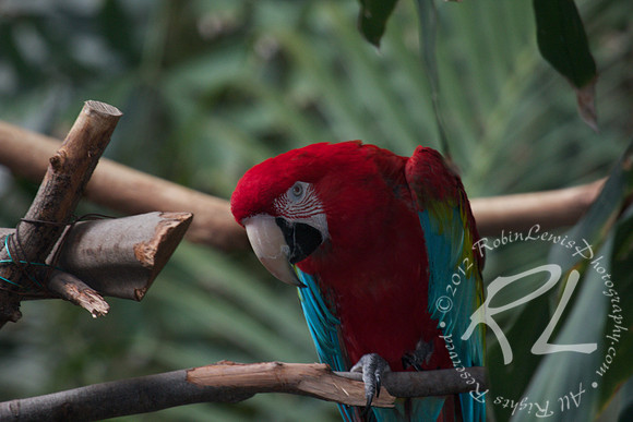 Scarlet Macaw Parrot