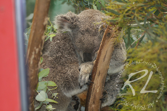 Koala Sleeping!
