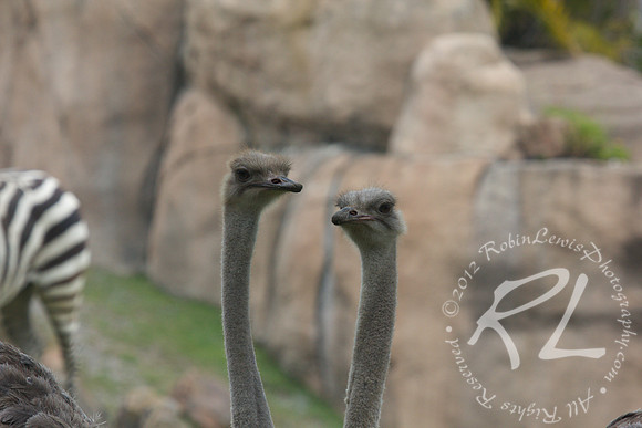 Two heads are better than one!