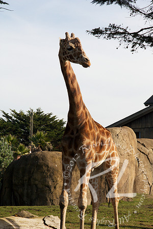 Giraffe