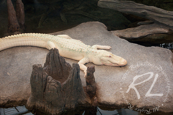 Rare albino alligator