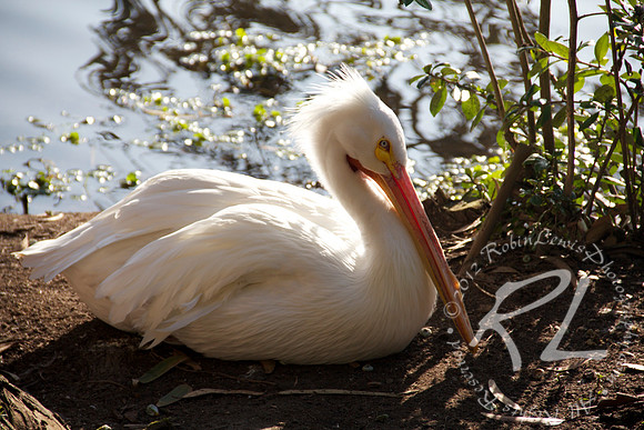 American White Pelican