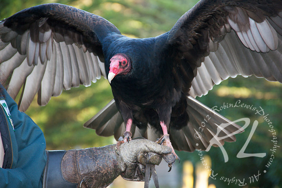 California Condor