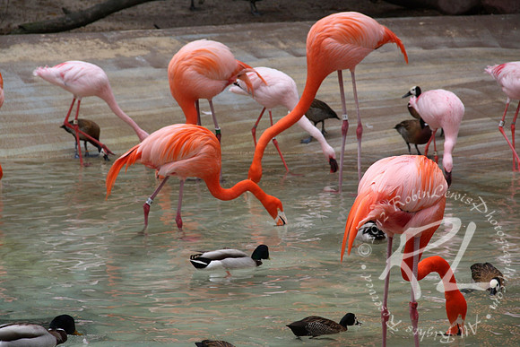 Caribbean Flamingo