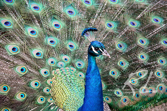 Peacock