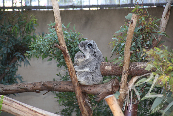 Koala mom and baby!