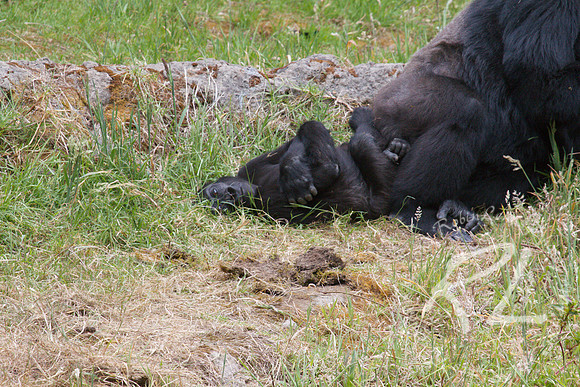 Baby gorilla resting.