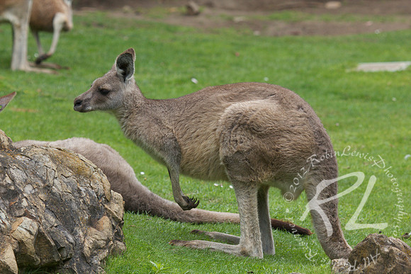Kangaoo