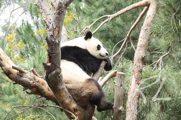 Giant Panda