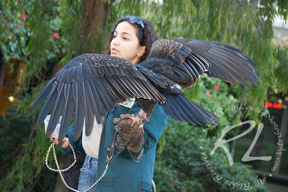 Amazing wingspan!