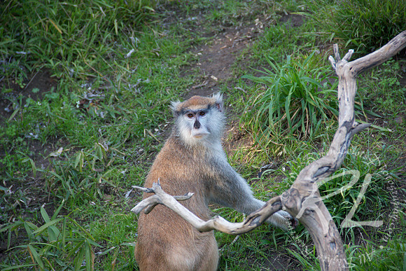 Patas Monkey