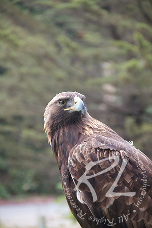 Eagle Eye!