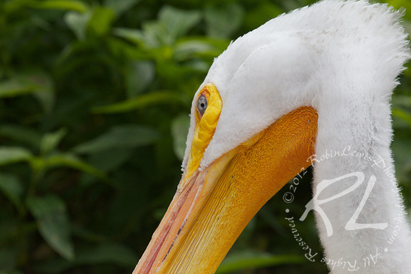 American White Pelican