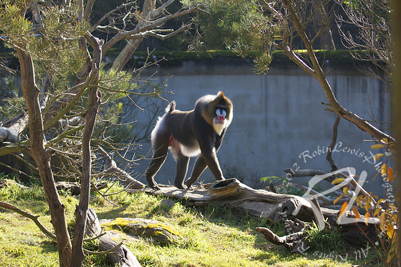 Mandrill