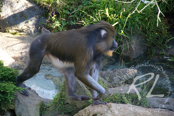 Mandrill