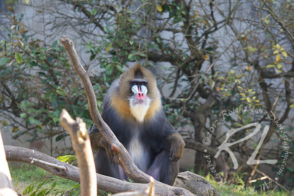 Mandrill
