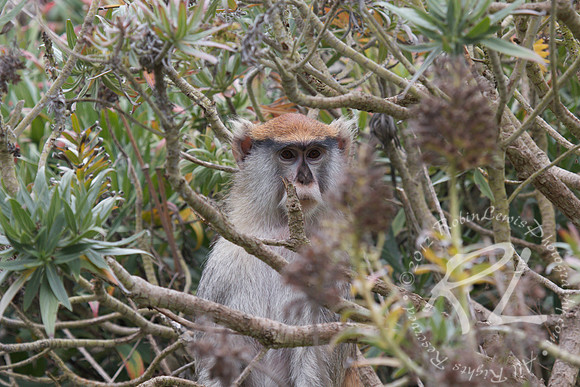 Patas Monkey