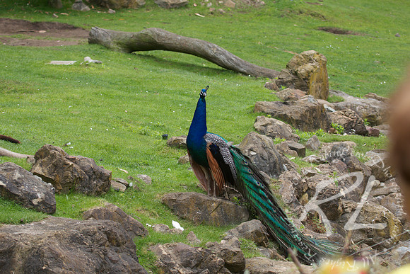 Peacock