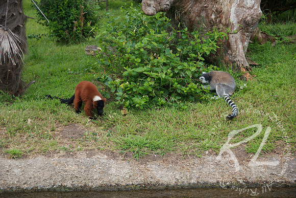 Lemur's at play!