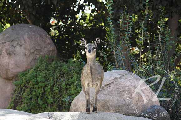 Klipspringer