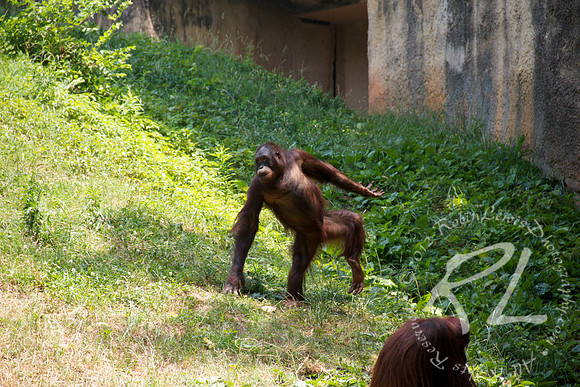 Orangutans at play!