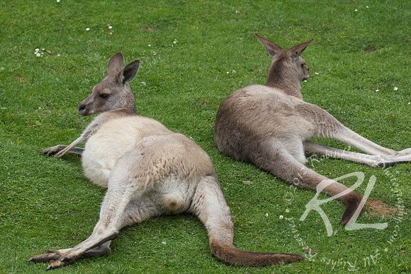 Kangaroo's relaxing.