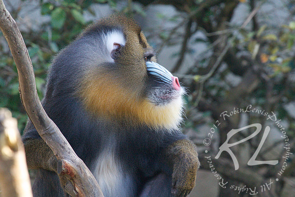 Mandrill