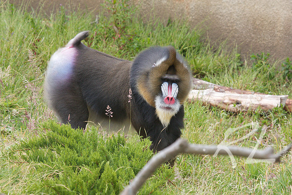 Mandrill