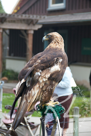 Booted Eagle