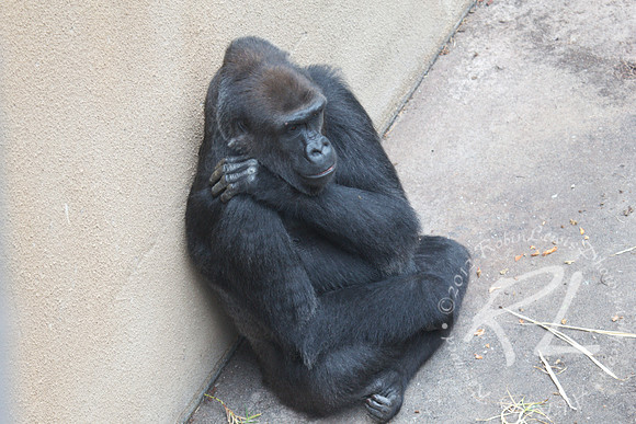 Silverback Gorilla