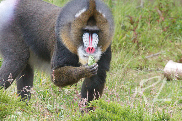 Mandrill