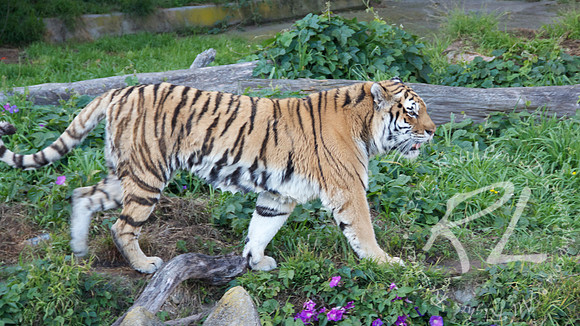 Sumatran Tiger