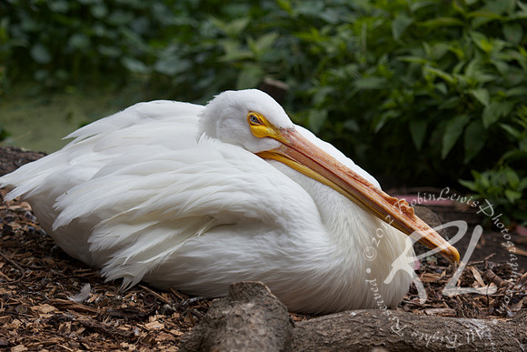 American White Pelican