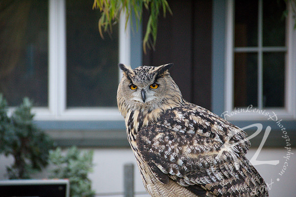 Great Horned Owl
