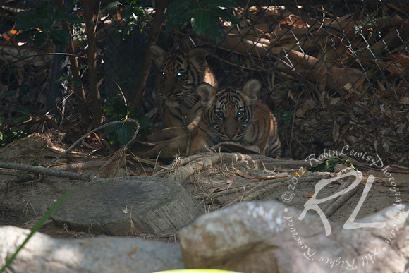 Tiger Cubs