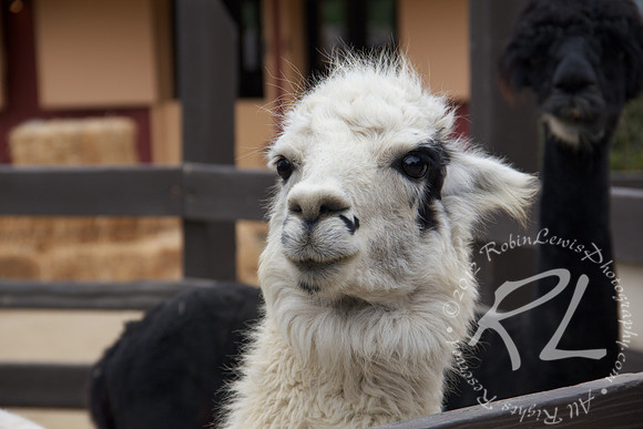 Alpaca