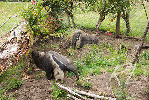 Anteaters