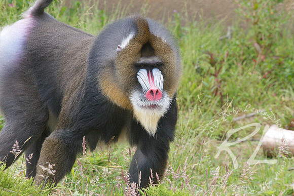 Mandrill