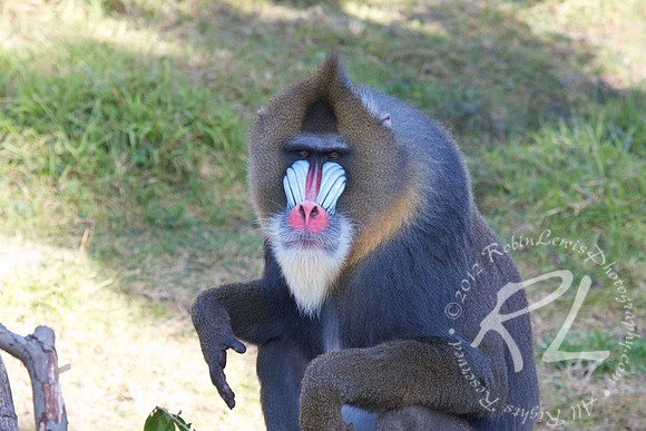 Mandrill