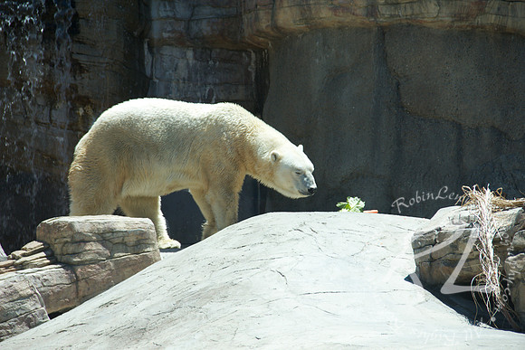 Polar bear
