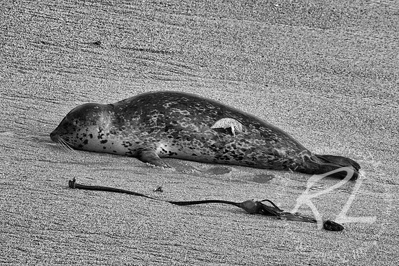 A seal at rest!
