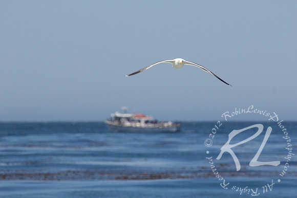 Monterey CA. A seagull in flight!