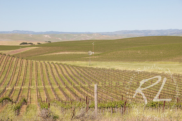 Paso Robles CA. The vineyard and the windmill.