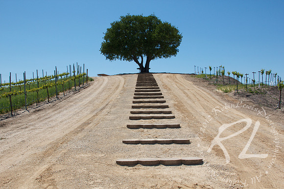 Paso Robles CA Pear Valley winery. Stairway to an amazing view.