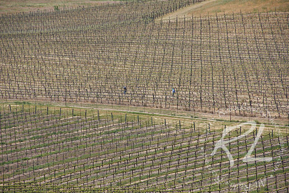 The vineyards of Paso Robles
